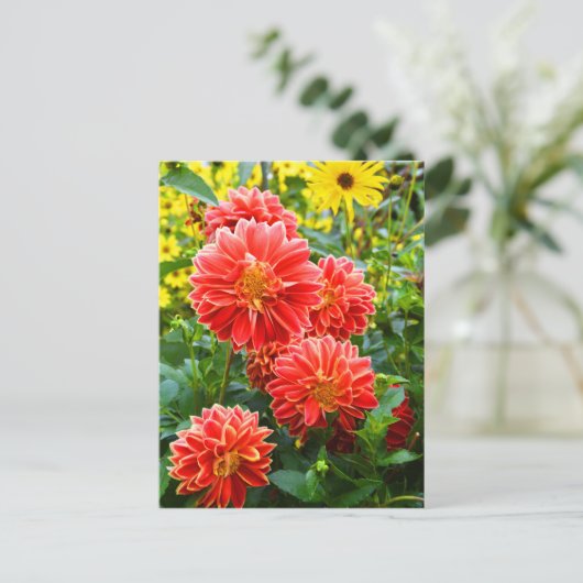 Red Dahlias Postkarte (Stehend Vorderseite)
