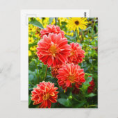 Red Dahlias Postkarte (Vorne/Hinten)
