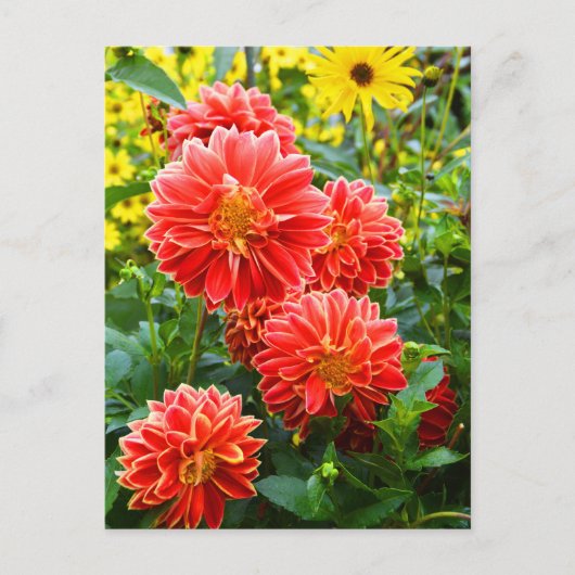 Red Dahlias Postkarte (Vorderseite)