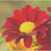 Red Daisy Aufkleber (Vorderseite)