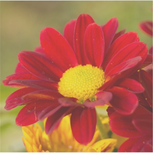 Red Daisy Aufkleber (Vorderseite)