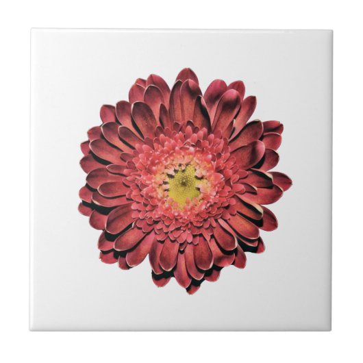 Red Daisy Blume Fliese (Vorderseite)