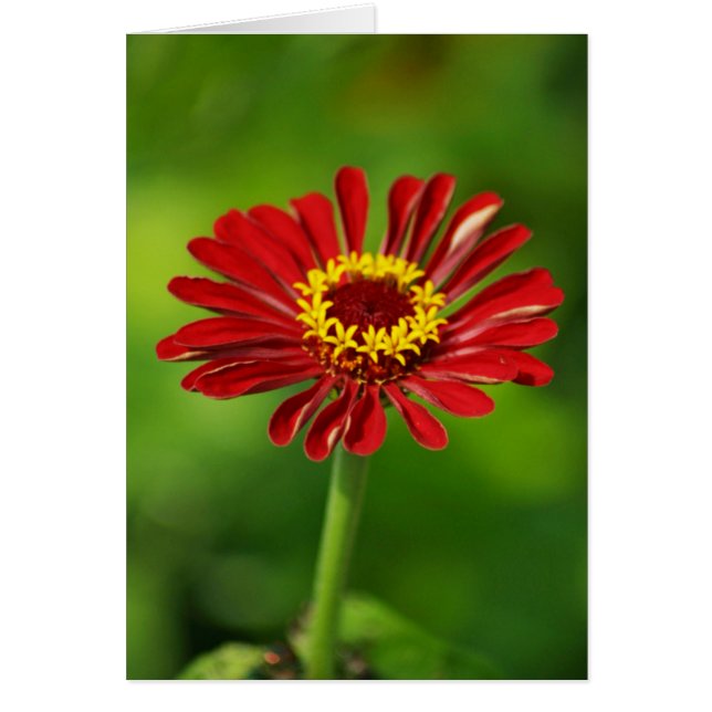 Red Daisy Card (Vorne)