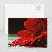 Red Daisy Gerbera Blume Postkarte (Vorne/Hinten)