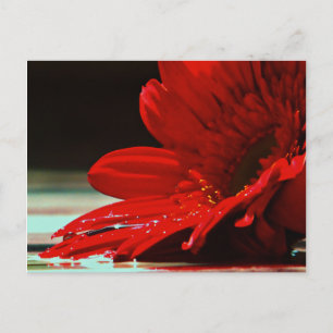 Red Daisy Gerbera Blume Postkarte