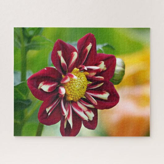 Red Daisy Jigsaw Puzzle (Horizontal)