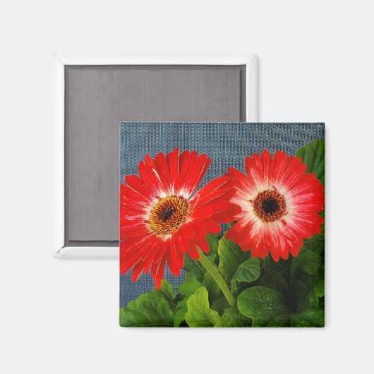Red Daisy Magnet (Vorderseite/Rückseite)