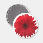 Red Daisy Magnet (Vorderseite/Rückseite)
