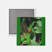 Red Dart Frog CB Magnet (Vorderseite/Rückseite)