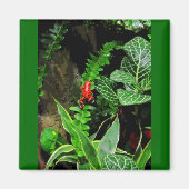 Red Dart Frog CB Magnet (Vorne)