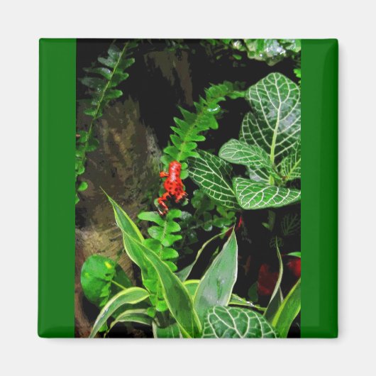 Red Dart Frog CB Magnet (Vorne)