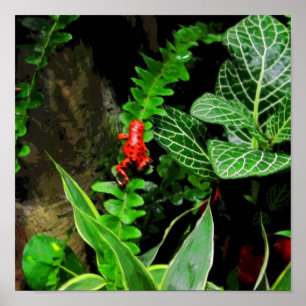 Red Dart Frog CB Poster