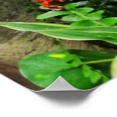 Red Dart Frog Poster (Ecke)