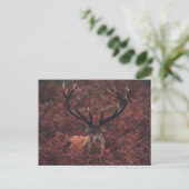 Red Deer Amidt Bracken Postcard Postkarte (Stehend Vorderseite)