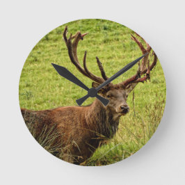 RED DEER DESIGN - EIN FRISCHES AUSSICHTSPEKIMEN! RUNDE WANDUHR
