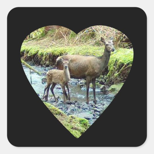Red Deer Doe and Baby Deer Quadratischer Aufkleber (Vorderseite)