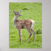 Red Deer Fawn Print Poster (Vorne)