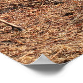 Red Deer in Glen Etive, Highlands, Schottland Poster (Ecke)