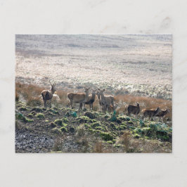 Red Deer Lyme Park Postkarte