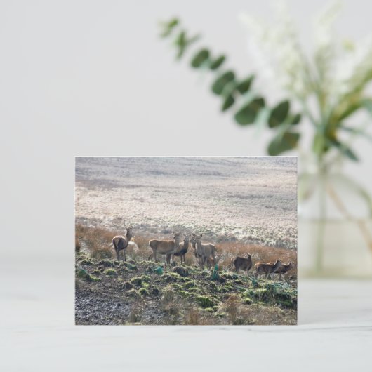 Red Deer Lyme Park Postkarte (Stehend Vorderseite)