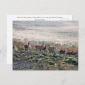 Red Deer Lyme Park Postkarte (Vorne/Hinten)