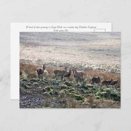 Red Deer Lyme Park Postkarte (Vorne/Hinten)