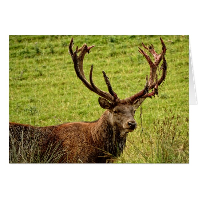 Red Deer Stag (Vorderseite (Horizontal))