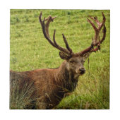 Red Deer Stag Fliese (Vorderseite)