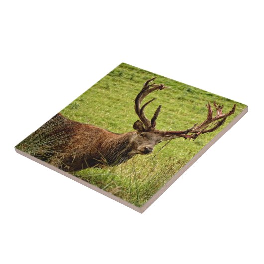 Red Deer Stag Fliese (Seite)