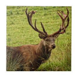 Red Deer Stag Fliese
