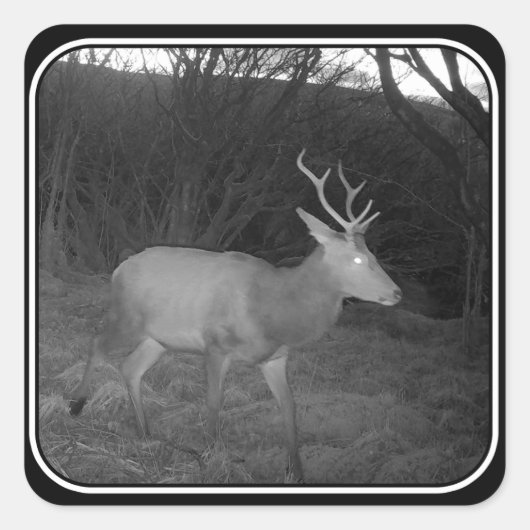 Red Deer Stag in der Abenddämmerung Quadratischer Aufkleber (Vorderseite)
