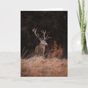 Red Deer Stag Karte