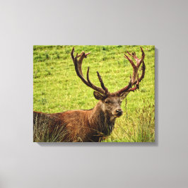 Red Deer Stag Leinwanddruck