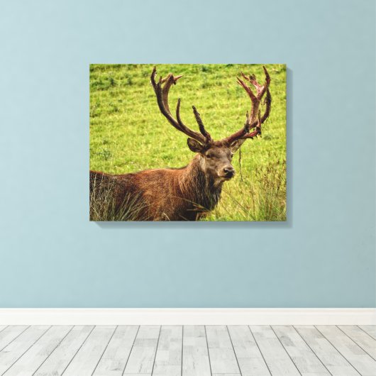 Red Deer Stag Leinwanddruck (Insitu (Holzboden))