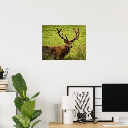 Red Deer Stag Poster (Heimbüro)