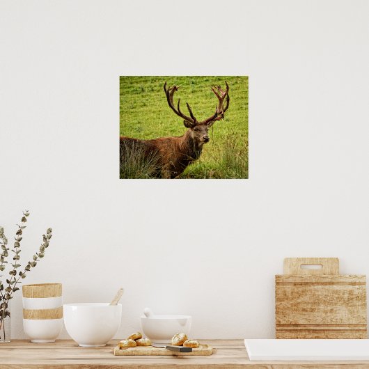 Red Deer Stag Poster (Küche)