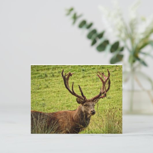 Red Deer Stag Postkarte (Stehend Vorderseite)