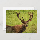 Red Deer Stag Postkarte (Vorne/Hinten)