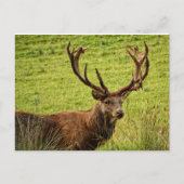 Red Deer Stag Postkarte (Vorderseite)