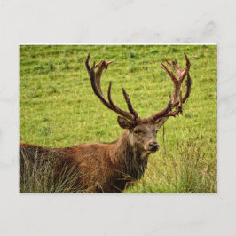 Red Deer Stag Postkarte