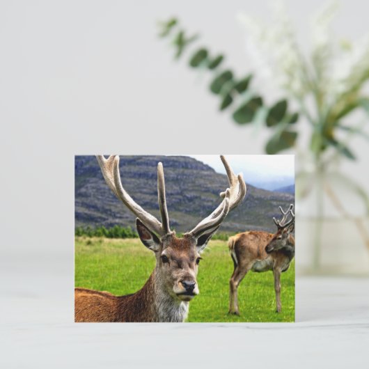 Red Deer Stag Postkarte (Stehend Vorderseite)