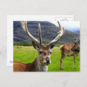 Red Deer Stag Postkarte (Vorne/Hinten)