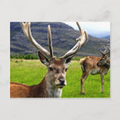 Red Deer Stag Postkarte (Vorderseite)