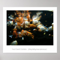 Red Devil Cichlids