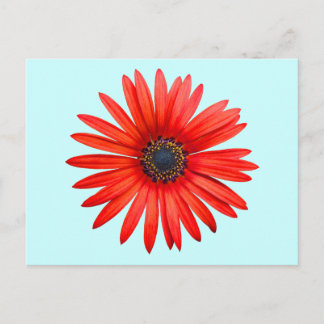 Red Devil Postkarte