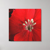 Red Dianthus Canvas Print Leinwanddruck (Vorderseite)