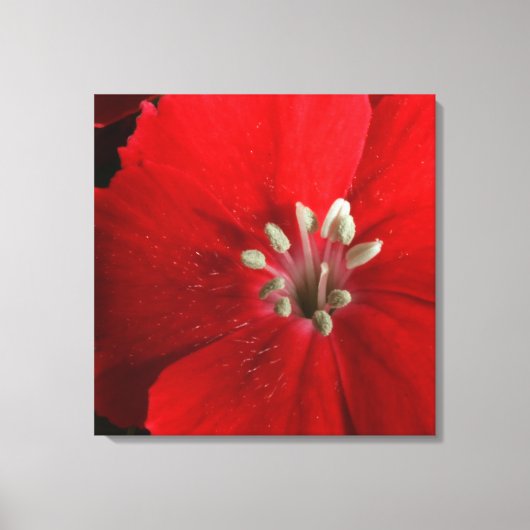 Red Dianthus Canvas Print Leinwanddruck (Vorderseite)