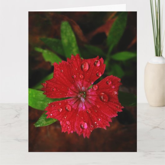 Red Dianthus with Raindrops Big Dankeschön Card Dankeskarte (Vorderseite)