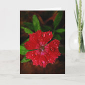 Red Dianthus with Raindrops Dankeskarte (Vorderseite)