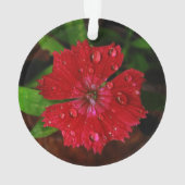 Red Dianthus with Raindrops Ornament (Rückseite)